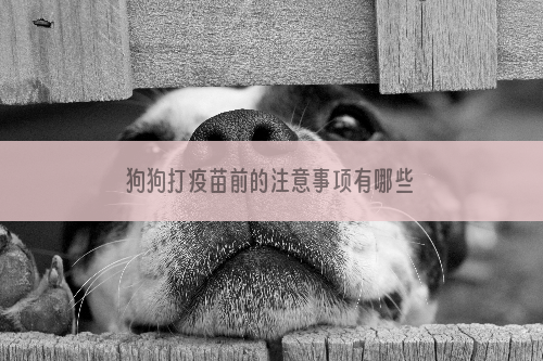 狗狗打疫苗前的注意事项有哪些