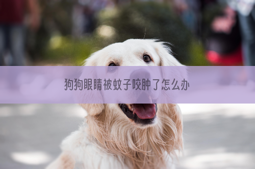 狗狗眼睛被蚊子咬肿了怎么办