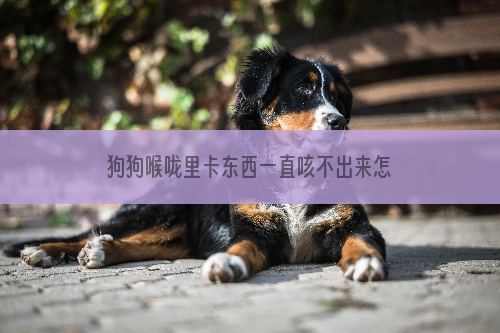 狗狗喉咙里卡东西一直咳不出来怎么办