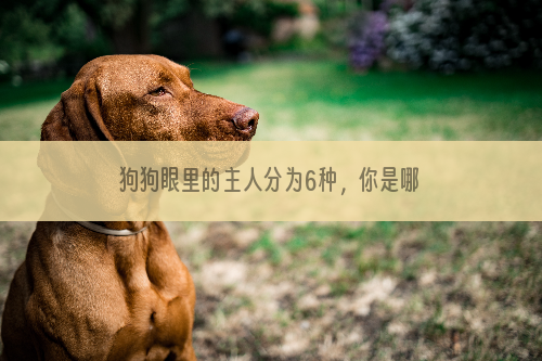 狗狗眼里的主人分为6种，你是哪一种？