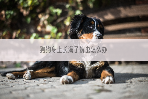 狗狗身上长满了蜱虫怎么办