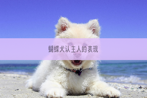 蝴蝶犬认主人的表现