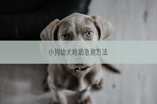 小狗幼犬呛奶急救方法