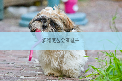 狗狗怎么会有虱子