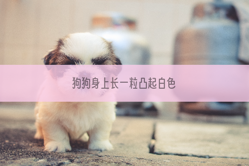 狗狗身上长一粒凸起白色