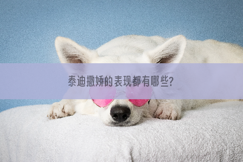 泰迪撒娇的表现都有哪些?