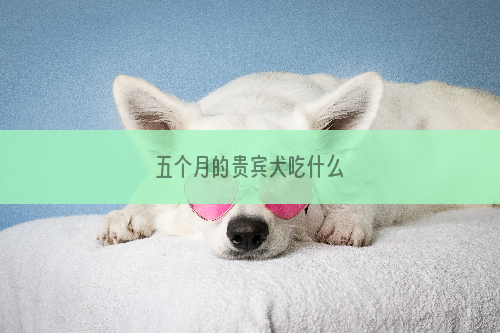 五个月的贵宾犬吃什么