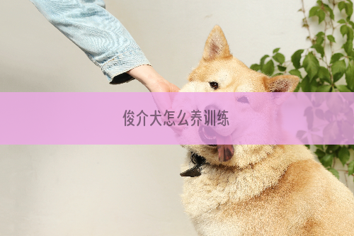 俊介犬怎么养训练