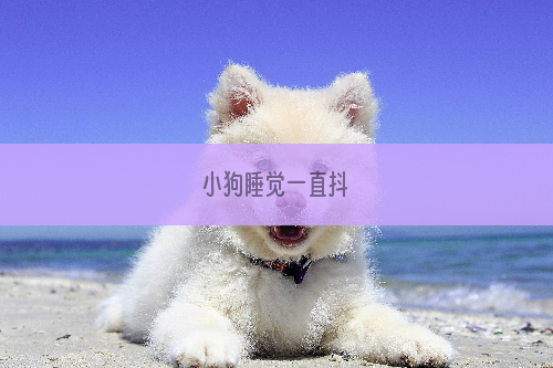 小狗睡觉一直抖