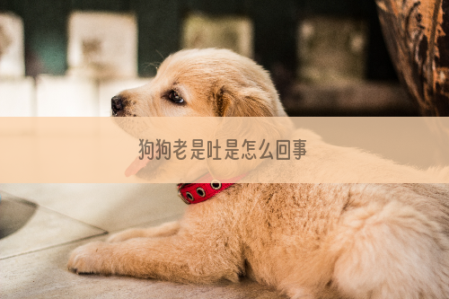 狗狗老是吐是怎么回事