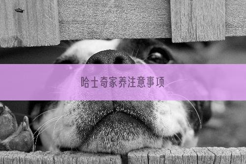 哈士奇家养注意事项