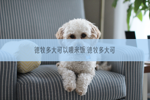 德牧多大可以喂米饭 德牧多大可以喂饭