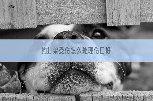 狗打架受伤怎么处理伤口好