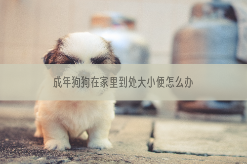 成年狗狗在家里到处大小便怎么办好