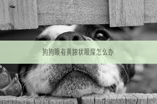 狗狗眼有黄脓状眼屎怎么办