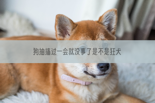 狗抽搐过一会就没事了是不是狂犬病