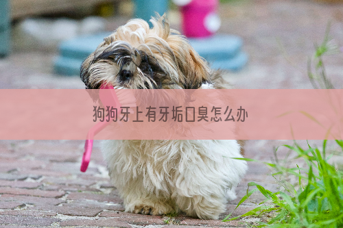 狗狗牙上有牙垢口臭怎么办