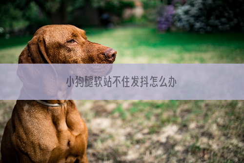 小狗腿软站不住发抖怎么办