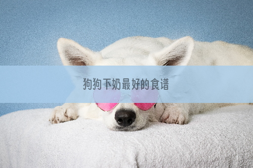 狗狗下奶最好的食谱