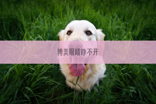 博美眼睛睁不开