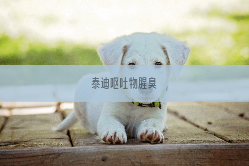 泰迪呕吐物腥臭