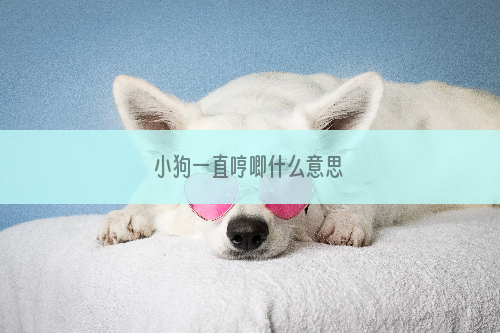 小狗一直哼唧什么意思