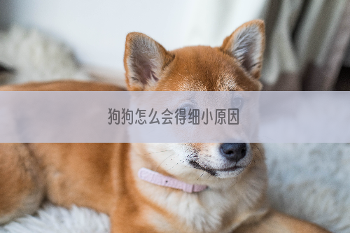 狗狗怎么会得细小原因