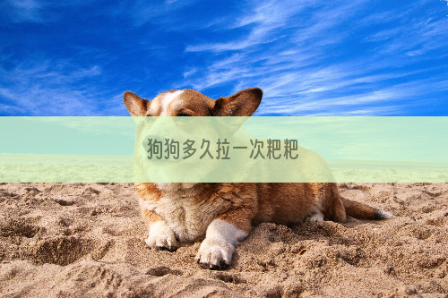 狗狗多久拉一次粑粑