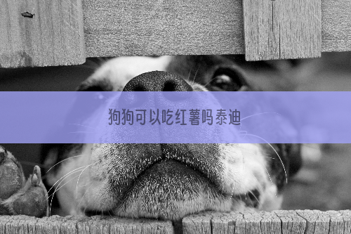 狗狗可以吃红薯吗泰迪