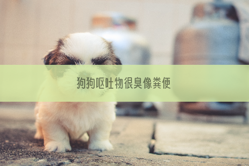 狗狗呕吐物很臭像粪便