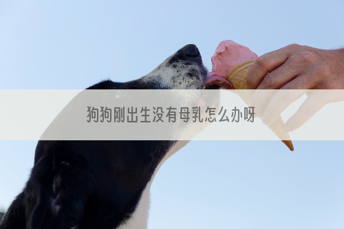 狗狗刚出生没有母乳怎么办呀