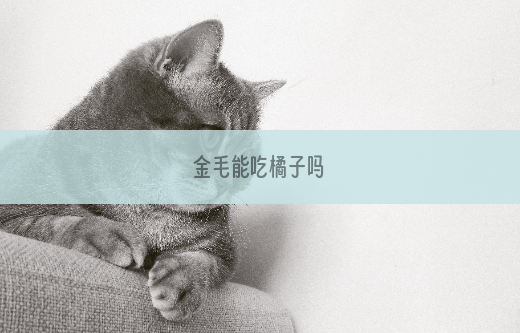金毛能吃橘子吗