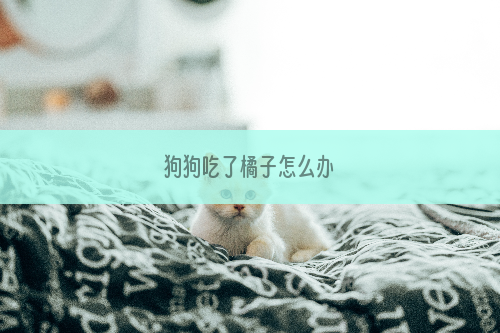 狗狗吃了橘子怎么办