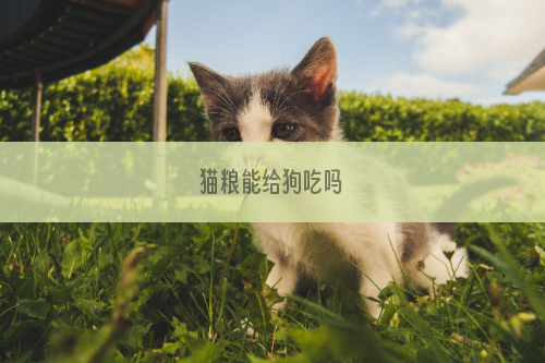 猫粮能给狗吃吗