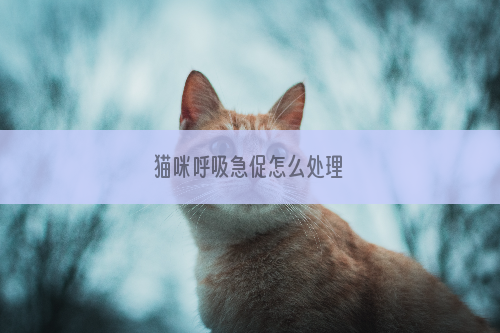 猫咪呼吸急促怎么处理