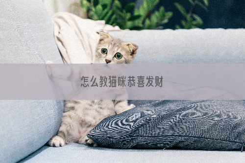 怎么教猫咪恭喜发财