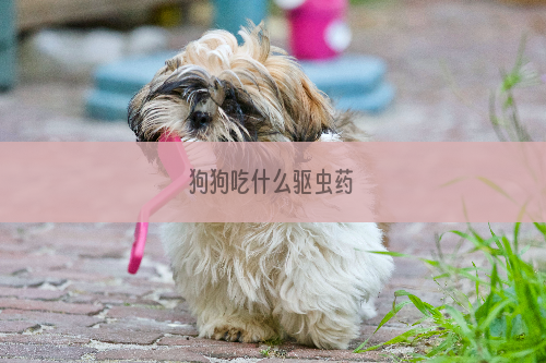 狗狗吃什么驱虫药