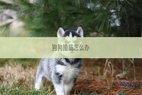 狗狗抽筋怎么办
