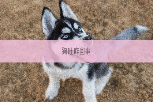 狗吐咋回事
