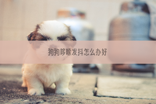 狗狗哆嗦发抖怎么办好