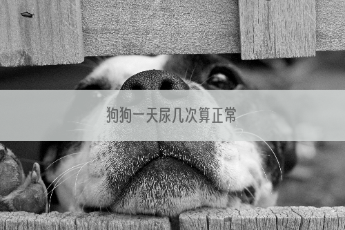 狗狗一天尿几次算正常