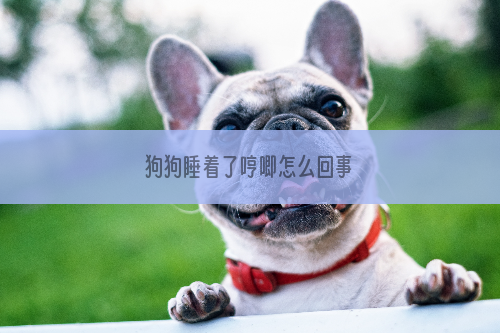狗狗睡着了哼唧怎么回事