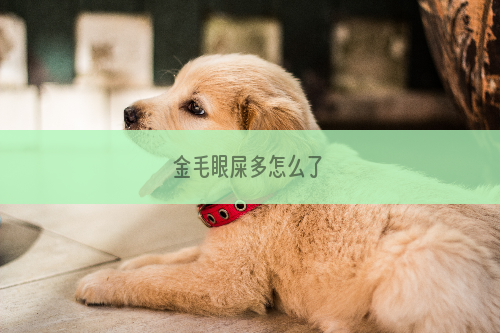 金毛眼屎多怎么了