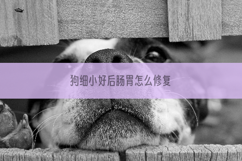 狗细小好后肠胃怎么修复