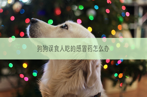 狗狗误食人吃的感冒药怎么办