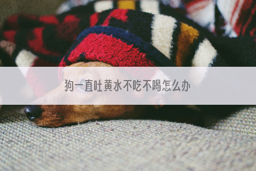 狗一直吐黄水不吃不喝怎么办