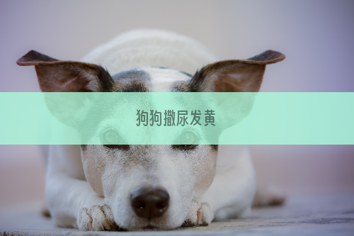 狗狗撒尿发黄