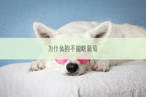为什么狗不能吃葡萄