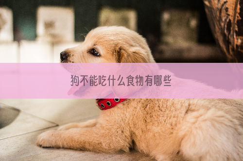 狗不能吃什么食物有哪些