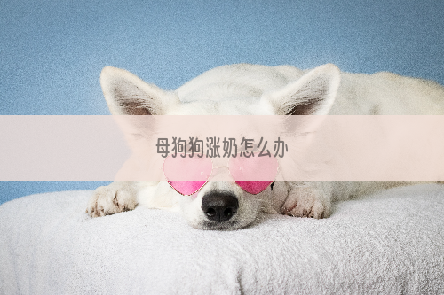 母狗狗涨奶怎么办